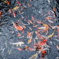 Understanding UK Fishing Regulations Regarding Invasive Species