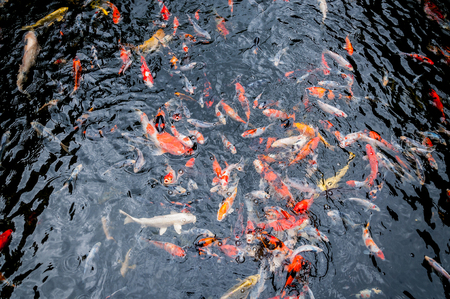 Understanding UK Fishing Regulations Regarding Invasive Species