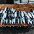 How Fish Stocking Affects Native Species and Local Biodiversity in British Waters