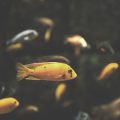 Accessible Fishing Holidays in the UK: Where to Stay and Fish Barrier-Free