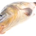 Exploring the Best Accessible Coarse and Game Fisheries in Britain for All Abilities