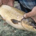 The Ultimate Guide to Fly Fishing Lodges in Wales: Where to Stay and Cast Your Line