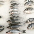 The Complete Guide to Fly Tying for British Waters: Techniques, Materials, and Local Insights
