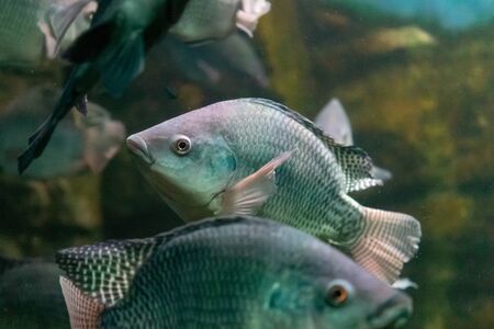 Seasonal Strategies: How to Catch More Pike and Predators Throughout the Year in Britain