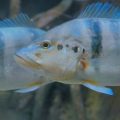 A Deep Dive into Cod Species Found Around the UK Coastline