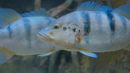 A Deep Dive into Cod Species Found Around the UK Coastline
