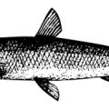 Best British Winter Fishing Baits: Natural vs Artificial Choices and How to Use Them