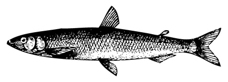 Best British Winter Fishing Baits: Natural vs Artificial Choices and How to Use Them