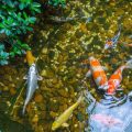The Ultimate Guide to Stillwater Carp Fishing in the UK: Techniques, Tips, and Top Locations