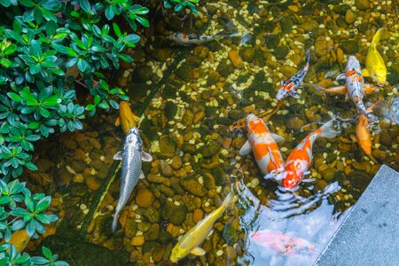 The Ultimate Guide to Stillwater Carp Fishing in the UK: Techniques, Tips, and Top Locations