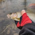 The History and Cultural Significance of Barbel Fishing in Great Britain