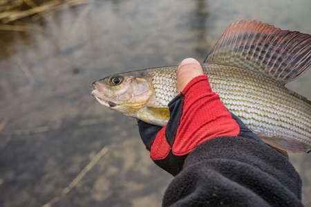 The History and Cultural Significance of Barbel Fishing in Great Britain
