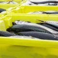 Float Fishing Essentials: Winning Match Fishing Techniques on Britain’s Canals and Stillwaters