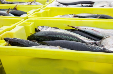 Float Fishing Essentials: Winning Match Fishing Techniques on Britain’s Canals and Stillwaters