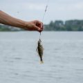 Traditional British Grayling Flies: Patterns, History, and How to Tie Them