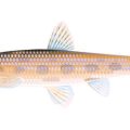 UK Rod Licence Enforcement in Practice: Spot Checks, Penalties, and What to Expect