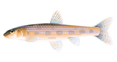 UK Rod Licence Enforcement in Practice: Spot Checks, Penalties, and What to Expect