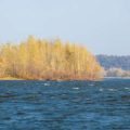Decoding the Seasons: When and Where to Catch Wild Trout on British Rivers