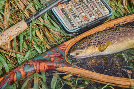 A History of Pike and Predator Fishing in British Coarse Angling: Traditions, Legends, and Records