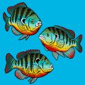 The History and Growth of Women’s Angling Associations in the UK