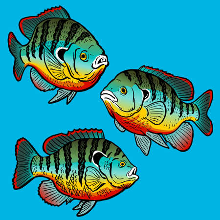 The History and Growth of Women’s Angling Associations in the UK