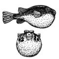 Understanding Sonar Technology in Modern Fish Finders: A British Angler’s Handbook