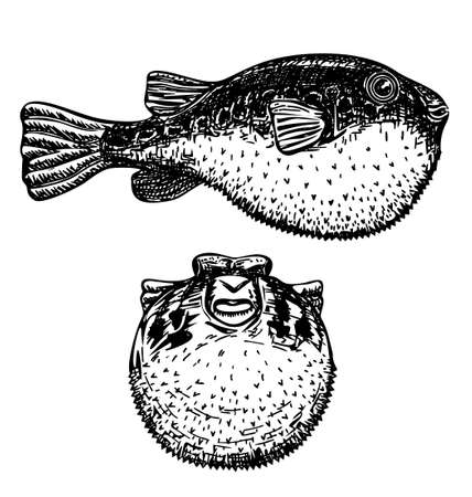 Understanding Sonar Technology in Modern Fish Finders: A British Angler’s Handbook