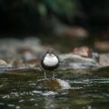 Reading the Water: Surface Signs and Bird Activity for Bass Location