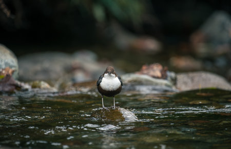 Reading the Water: Surface Signs and Bird Activity for Bass Location