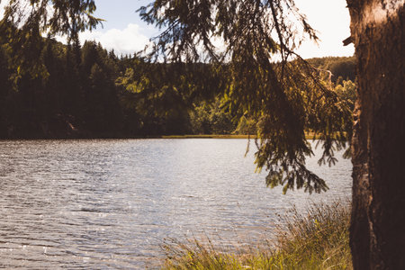 How to Locate Productive Bream and Tench Swims on UK Stillwaters