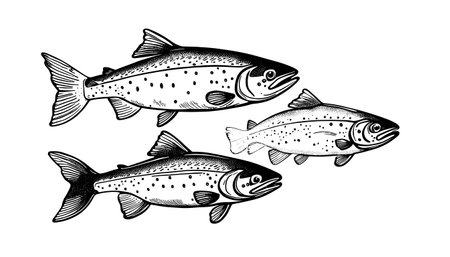 Line, Leaders, and Flies: What’s in a Brit’s Tackle Box