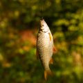 The Future of British Fishing: Policy Proposals and Research on Invasive Species Management
