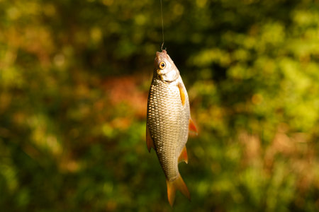 The Future of British Fishing: Policy Proposals and Research on Invasive Species Management
