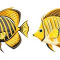 Essential Tackle and Gear for Bass Fishing in British Coastal Waters