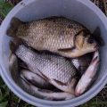 Balancing Conservation and Angling: The Role of Fish Stocking in Modern British Fisheries