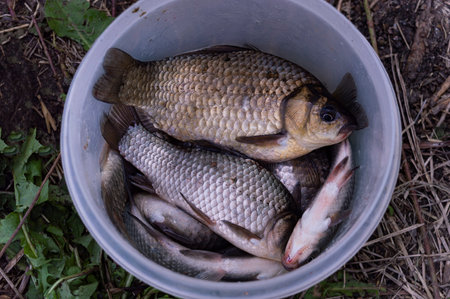 Balancing Conservation and Angling: The Role of Fish Stocking in Modern British Fisheries