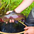 Essential Gear and Tackle for Trout Fly Fishing in the UK’s River Systems