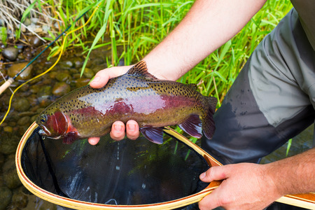Essential Gear and Tackle for Trout Fly Fishing in the UK’s River Systems