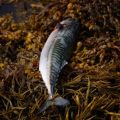 Lure Fishing for Bass Along the UK Coast: Popular Choices and Retrieval Techniques