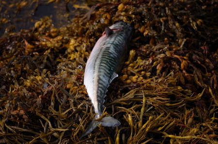 Lure Fishing for Bass Along the UK Coast: Popular Choices and Retrieval Techniques