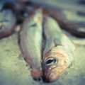 Best Bait for River Barbel: Proven Choices for British Waters