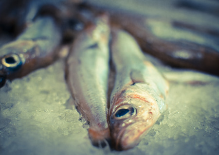 Best Bait for River Barbel: Proven Choices for British Waters