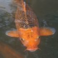 The Best British Rivers for Grayling on the Fly: Locations, Access, and Local Tips