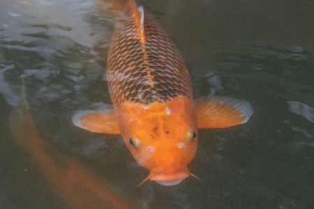 The Best British Rivers for Grayling on the Fly: Locations, Access, and Local Tips