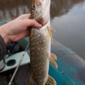 The Role of British Clubs and Syndicates in Stillwater Trout Fly Fishing