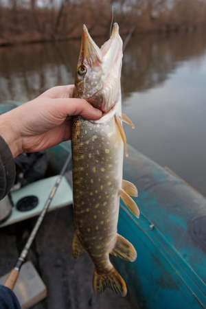 The Role of British Clubs and Syndicates in Stillwater Trout Fly Fishing