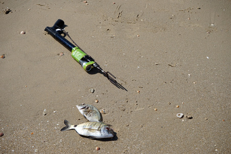 Shore Fishing Gear Essentials for UK Sea Anglers: What You Really Need