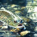 Essential Tackle and Bait for Successful Drift Fishing in UK Coastal Waters