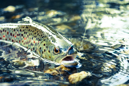 Essential Tackle and Bait for Successful Drift Fishing in UK Coastal Waters
