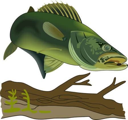 The Ultimate Guide to Pike and Predator Fishing in the UK: Tactics, Seasons, and Top Locations